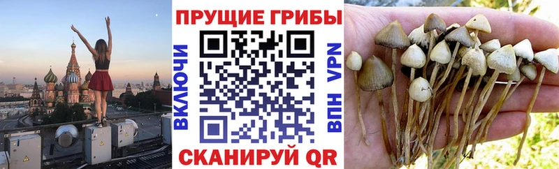 дарнет шоп  Сафоново  Галлюциногенные грибы GOLDEN TEACHER 